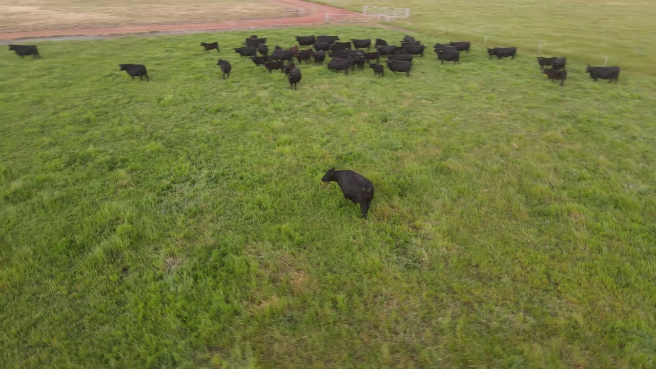 Ripresa in orbita: una mucca nera ferma che pascola in un prato al tramonto in una fattoria di campagna a Margaret River, Australia Occidentale.
