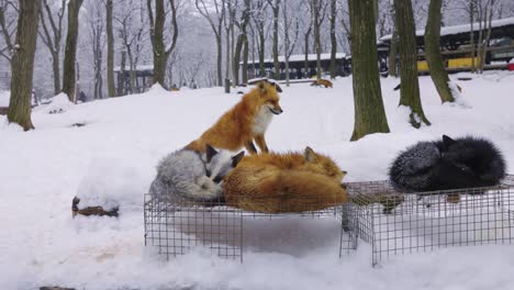 kitsune mura "fox village' in miyagi prefecture japan 4k