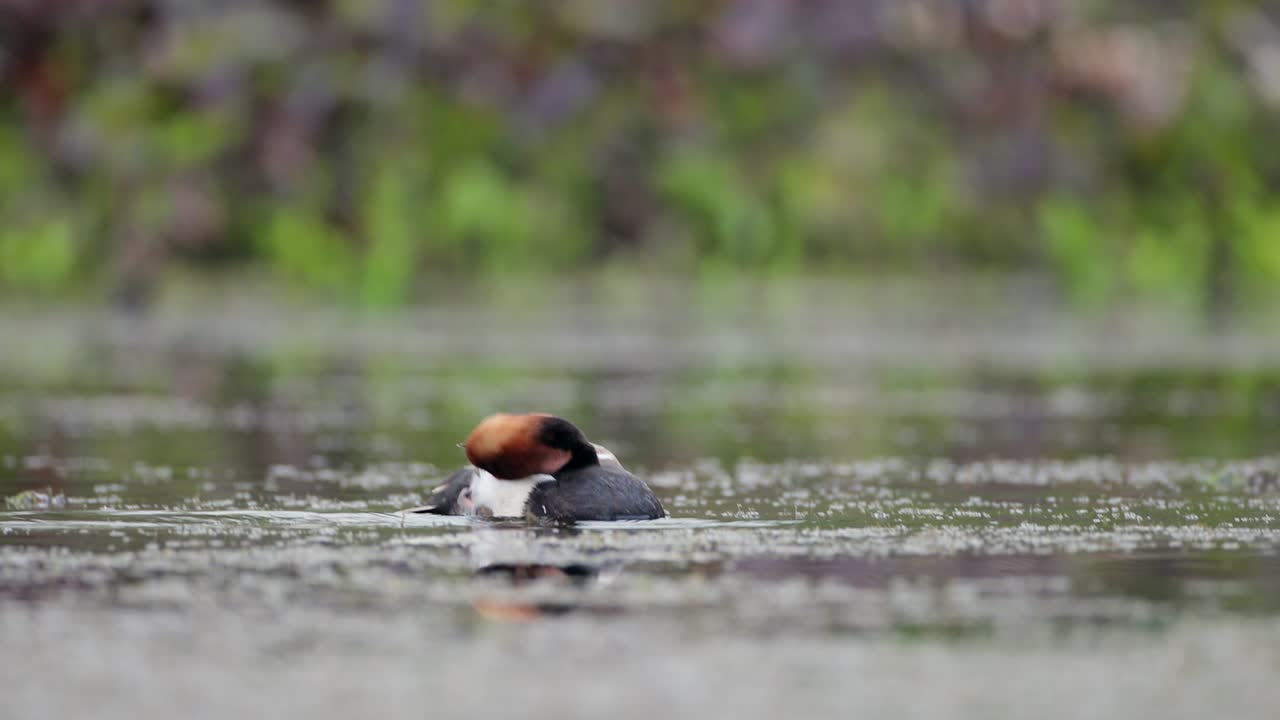 성인 수 레드 크레스트 포카드 (netta rufina)