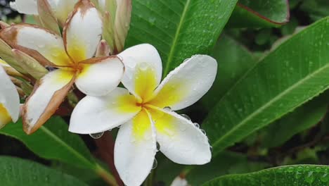 frangipani flower in bloom saturated with lots of rain, wet flowers and green leaves in the background