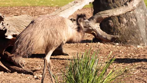 emu walking and pecking around enclosure