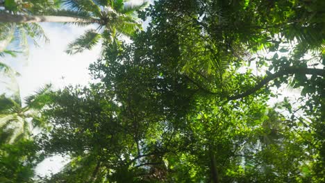 lush green tropical vegetation on island with bright sunlight peaking through leaves