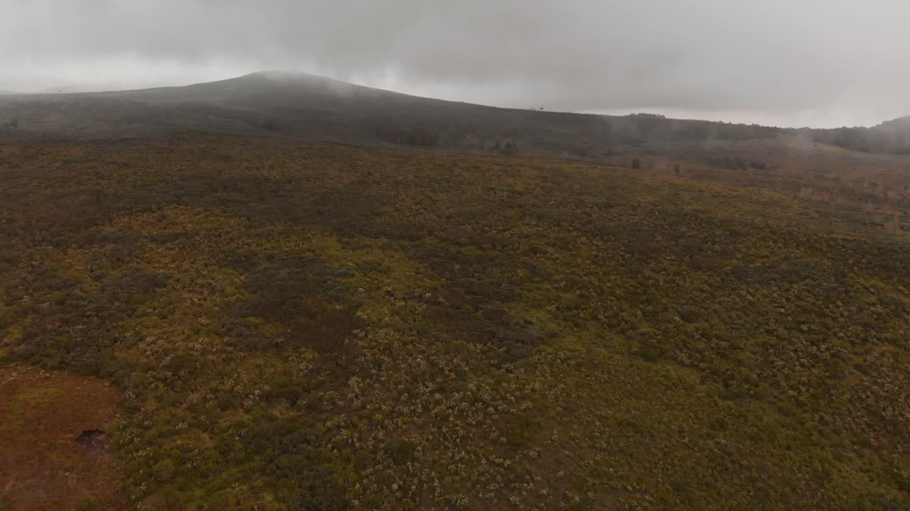 las laderas del monte kenia a 2800 m sobre el nivel del mar, durante un día nublado
