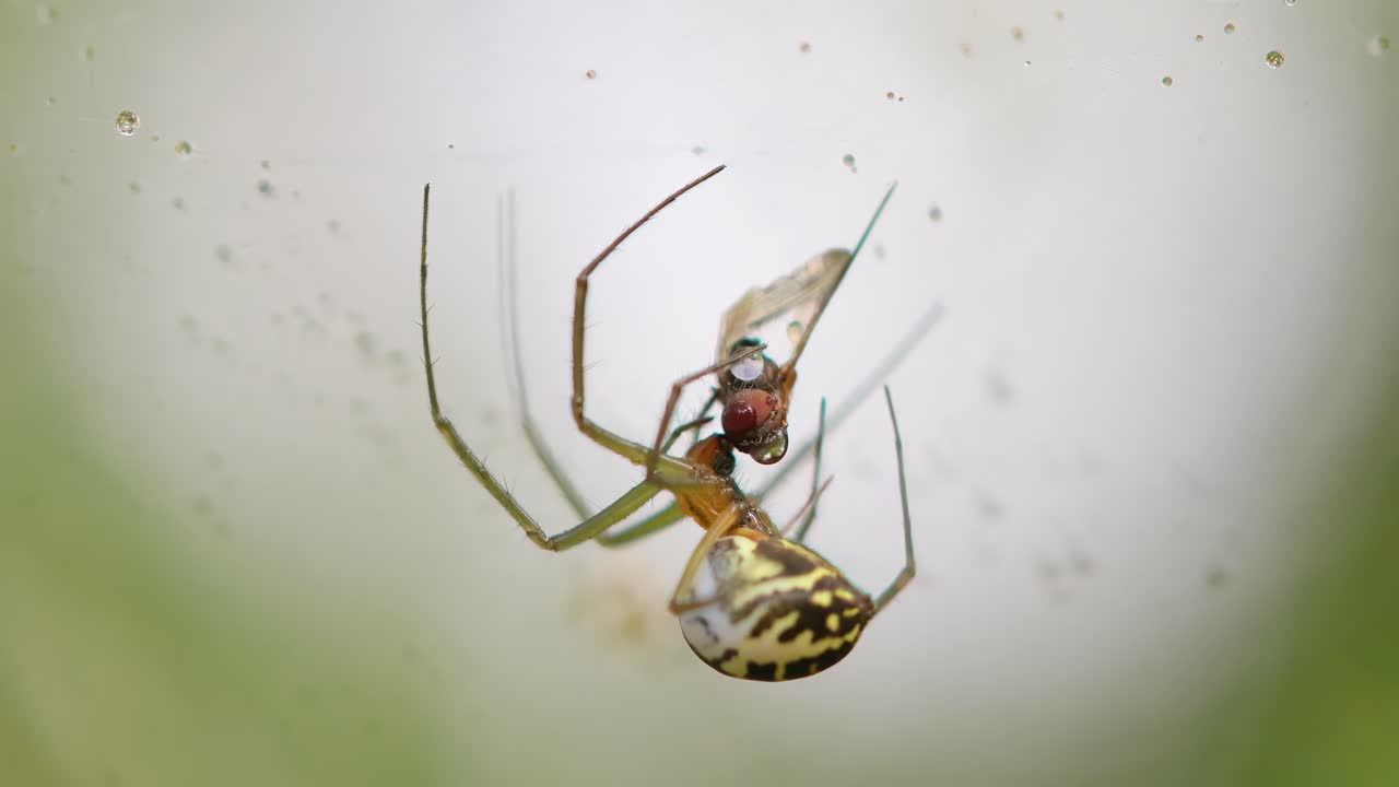 Close-up of spider (Linyphia hortensis) on web eats its prey