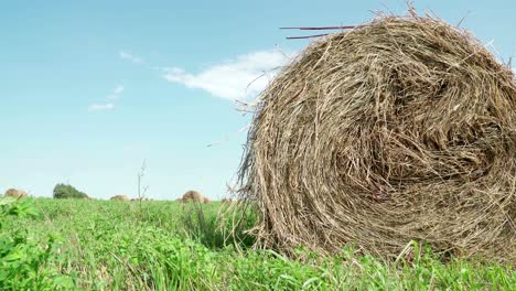 concept of agriculture. hay bales in a meadow. rural field in summer with bales of hay. low angle view