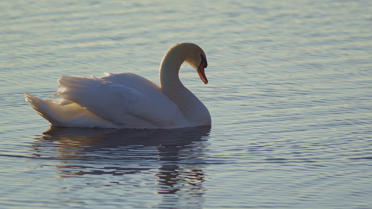 Slow motion footage capturing swans in spring rituals of courtship and feather care.