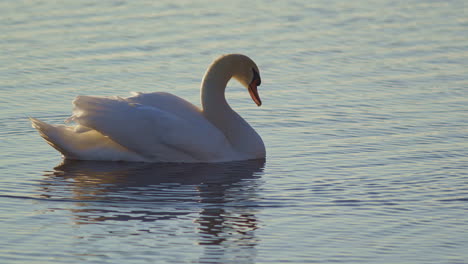 slow motion footage capturing swans in spring rituals of courtship and feather care.