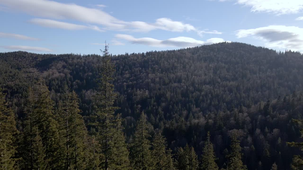 루마니아 동부 세아라우 대산괴의 푸른 하늘 아래 빽빽한 소나무가 있는 숲 산