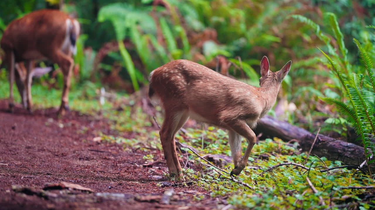 Grazing deer peacefully wander through a beautiful forest