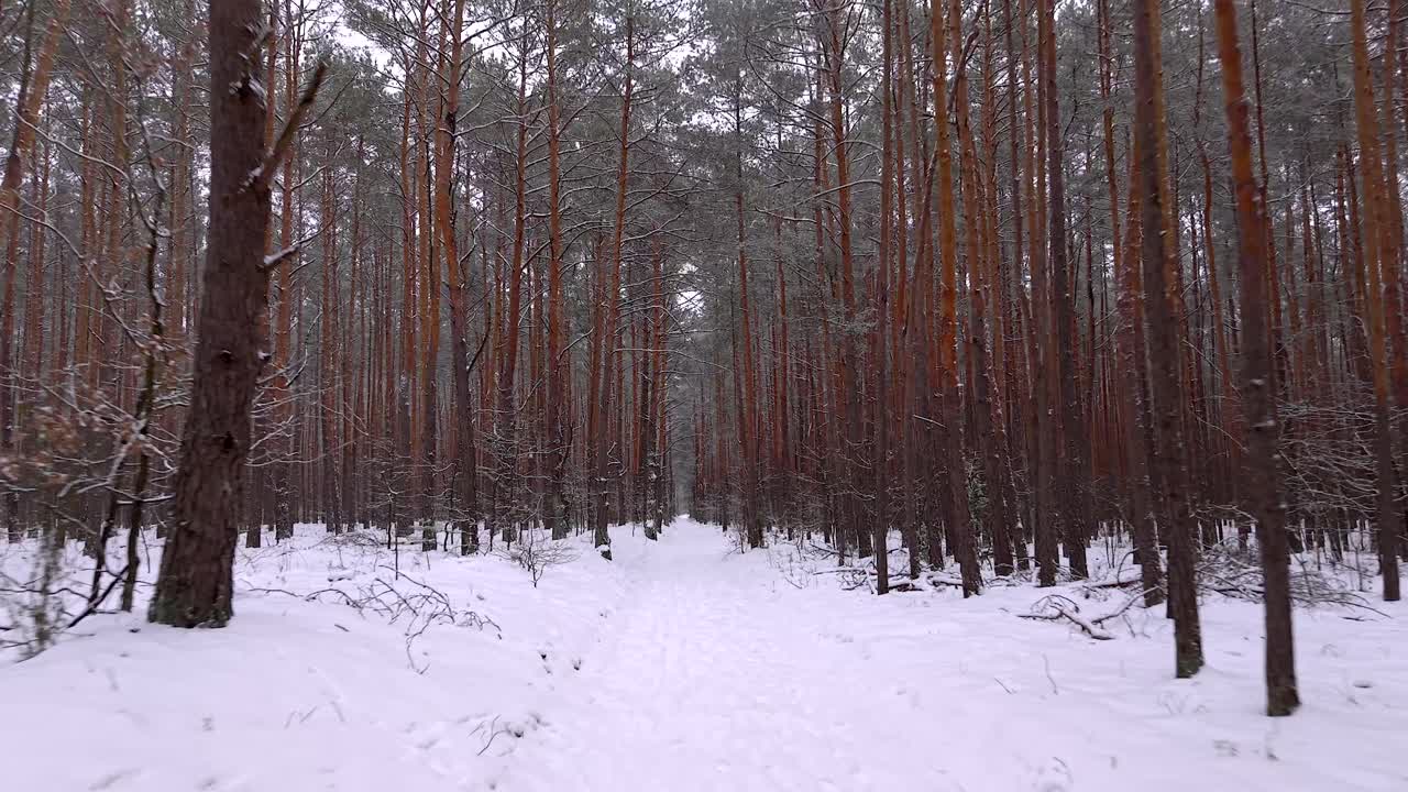 Droneudsigt der flyver lavt langs en snedækket sti gennem en tæt fyrreskov. Nåletræer står højt på en rolig, kold vinterdag.