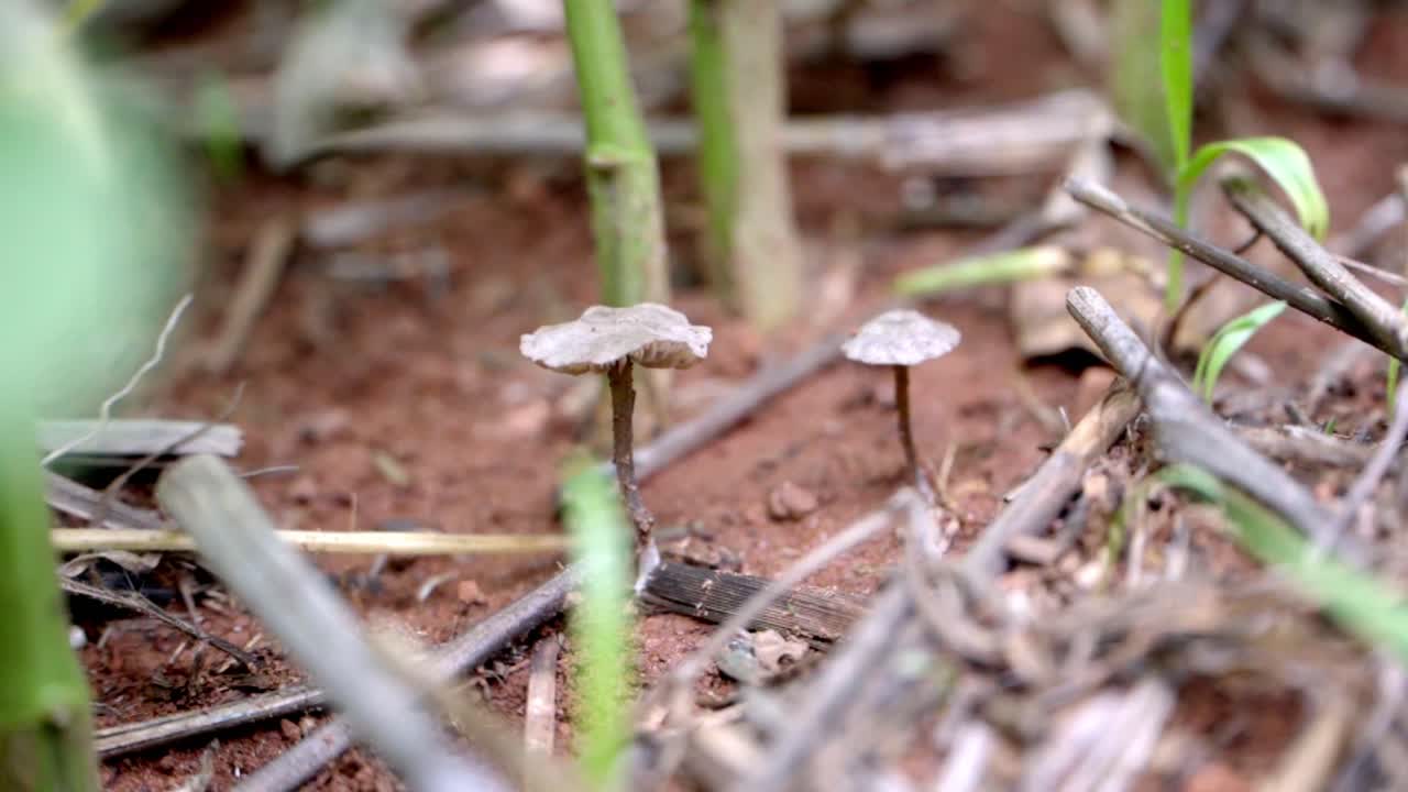 Focused close up of two little mushrooms growing from humid soil