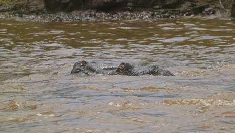 Zeitlupenaufnahme-Eines-Flusspferds,-Das-In-Den-Wasserwellen-Des-Mara-Flusses-Schwimmt,-Die-Mit-Dem-Kopf-über-Der-Oberfläche-Auftauchen,-Afrikanische-Tierwelt-Im-Maasai-Mara-Nationalreservat,-Kenia,-Nordschutzgebiet