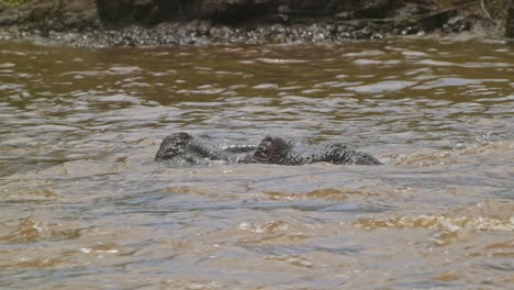 slow motion shot of hippo hippopotamus swimming in the mara river water waves emerging with head above the surface, african wildlife in maasai mara national reserve, kenya, north conservancy