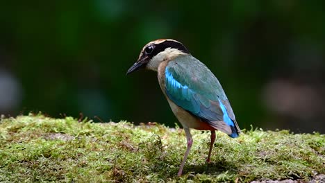 Uno-De-Los-Pittas-Más-Buscados-Y-Catalogado-Como-Una-Especie-Vulnerable