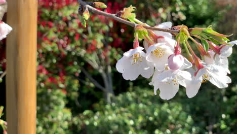 Rosa-Kirschblüten-Am-Stamm-Des-Baumes-Im-Asukayama-Park