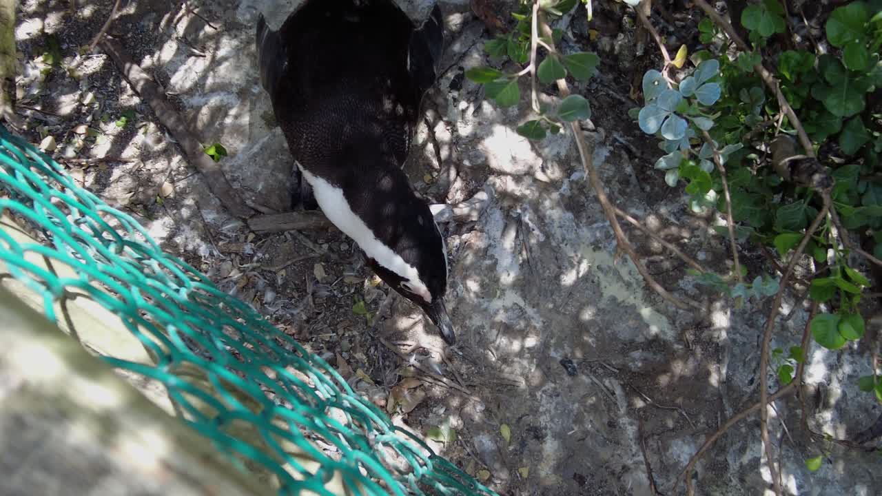 남아프리카 공화국 케이프타운 에 있는 아프리카