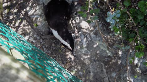 pingüino africano en ciudad del cabo, sudáfrica