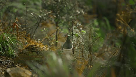 Kereru-Paloma-De-Nueva-Zelanda-Comiendo-Hojas-Verdes-En-Arbusto-Nativo,-Cámara-Lenta