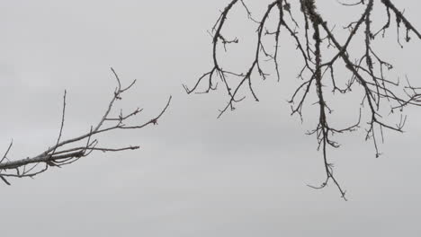 close up shot of trees almost in darkness