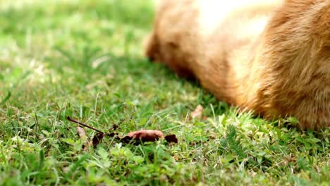 close up of orange cat rolling around in the grass and enjoying a sunny summer day