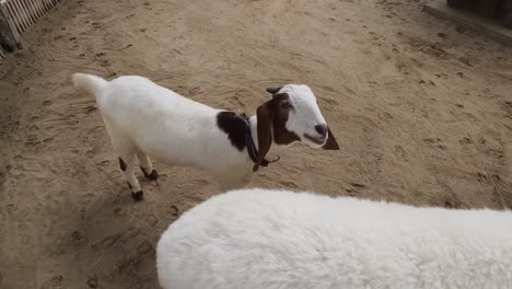goat and sheep at a farm