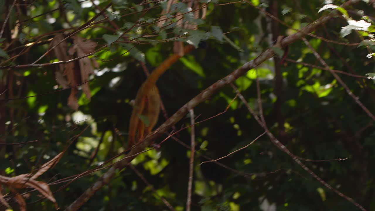 In the heart of Peru’s Amazon, a black-capped squirrel monkey moves through the canopy, seeking food.