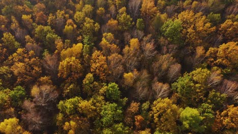 Vista-Aérea-De-Arriba-Hacia-Abajo-Del-Bosque-De-Otoño-Con-árboles-Verdes-Y-Amarillos