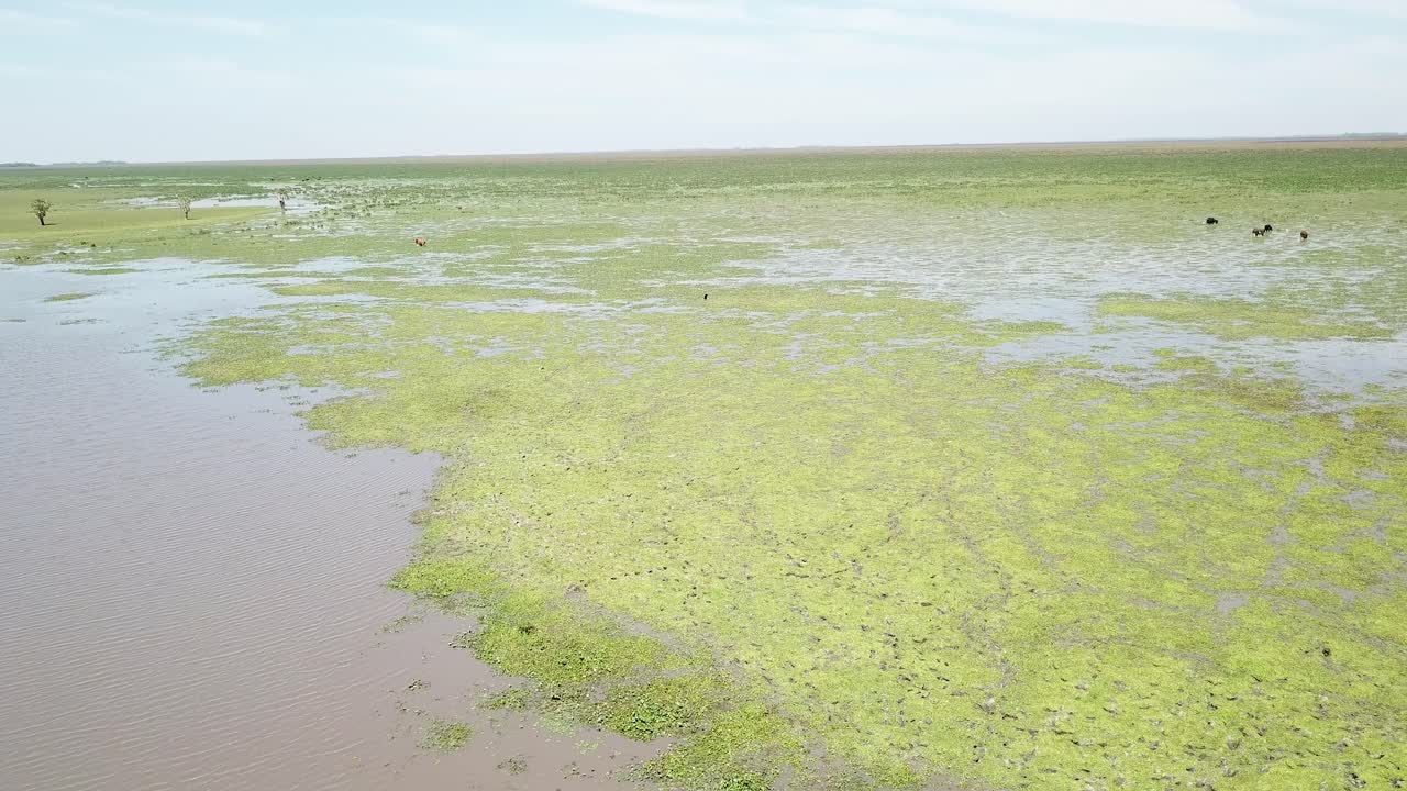 pájaros voladores en los humedales de américa del sur, al lado de la carretera