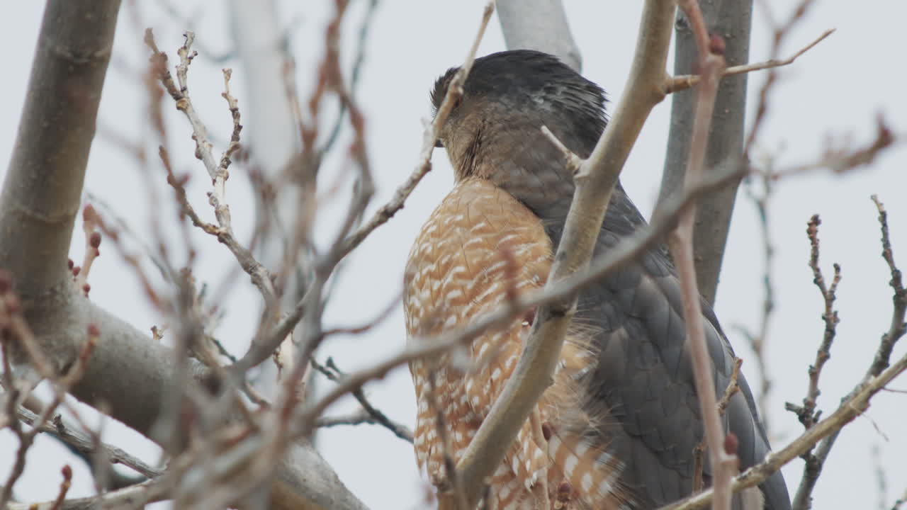 калифорнийский ястреб купера взлетает