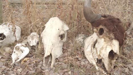 collection-of-animal-skulls-laid-out-in-front-of-an-old-garden-fence