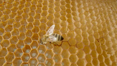 bee on honeycomb