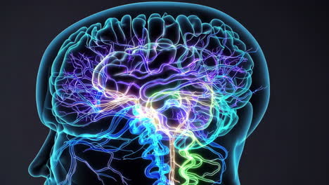 detailed 3d visualization of human brain anatomy
