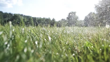 water sprinkled grass in summer