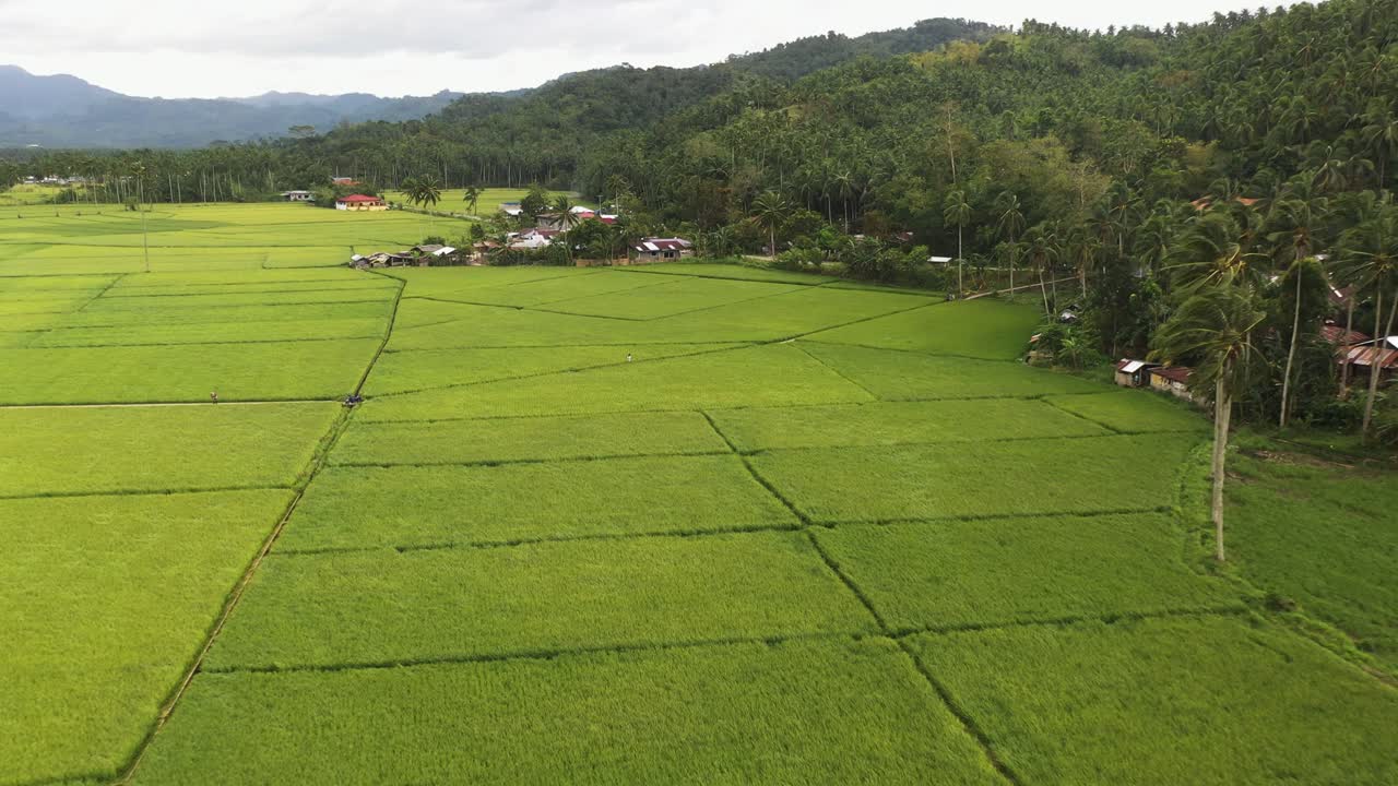 Aerial View Of Green Rice Fields In Southern Leyte, Philippines Free ...