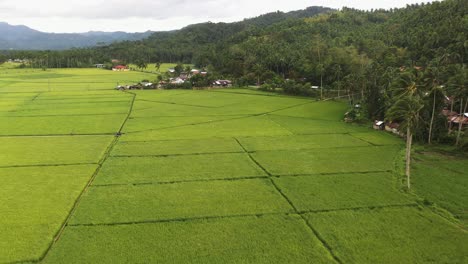 aerial view of green rice fields in southern leyte, philippines