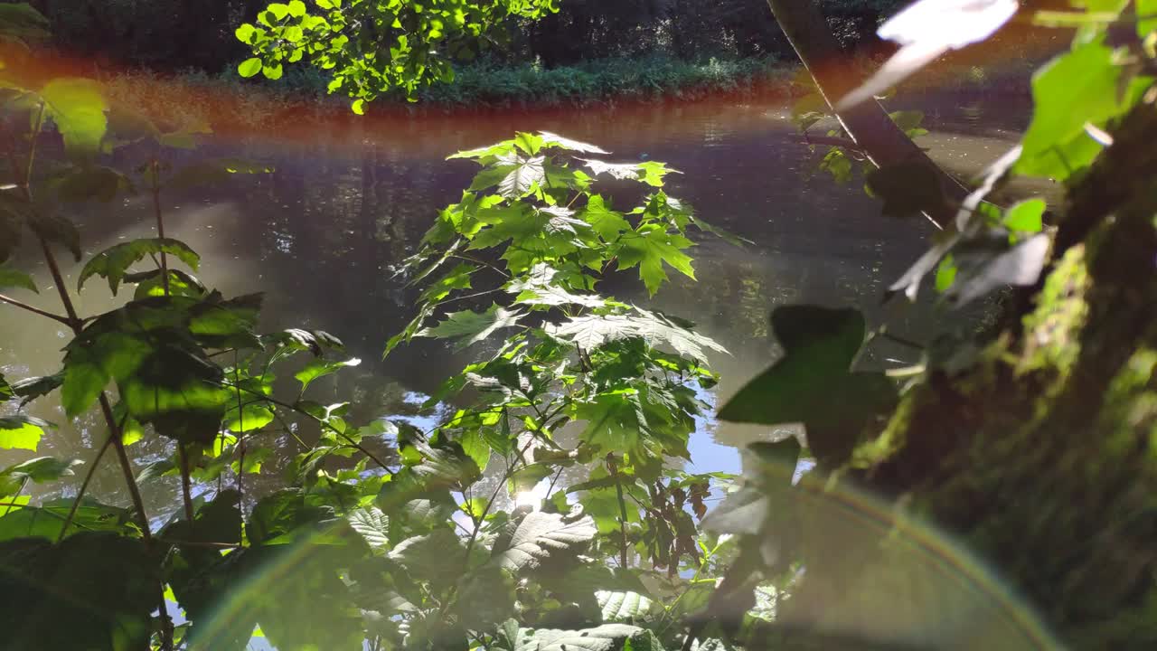 la luz del sol reflejada en el agua del río crea hermosos colores en las plantas