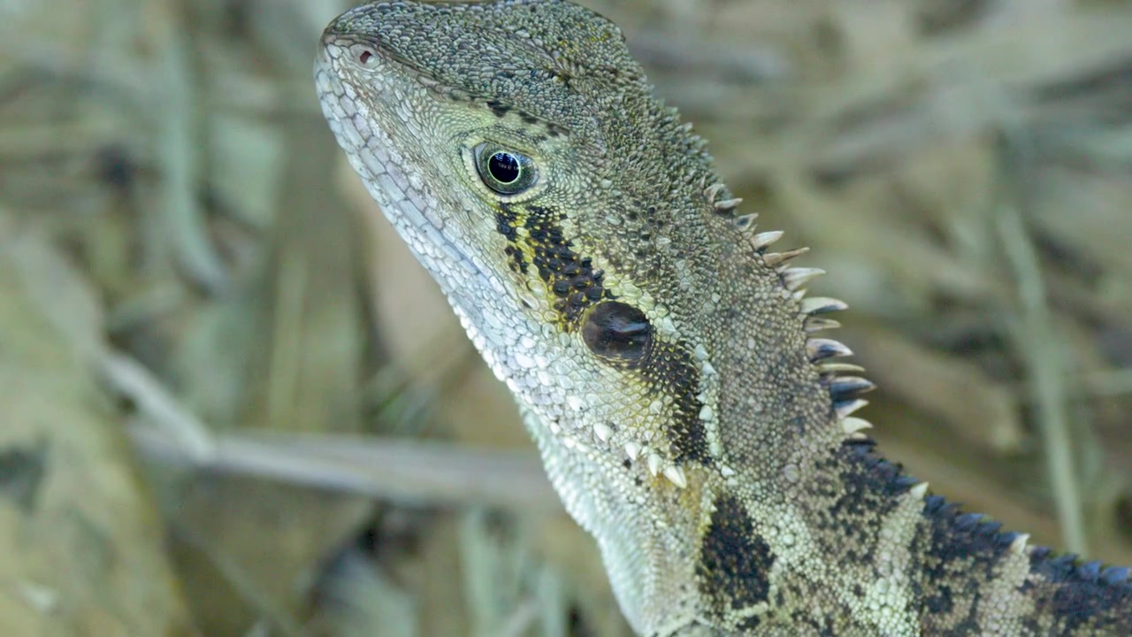 A close-up profile shot of an Australian water dragon lizard resting in natural outdoor lighting