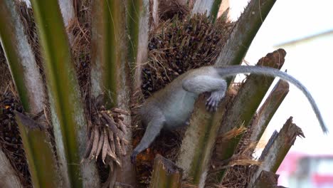 long tailed macaque, crab eating macaque, macaca fascicularis on palm tree, opportunistic crop raider busy digging with its prehensile hands and feeding on palm nuts and fruits