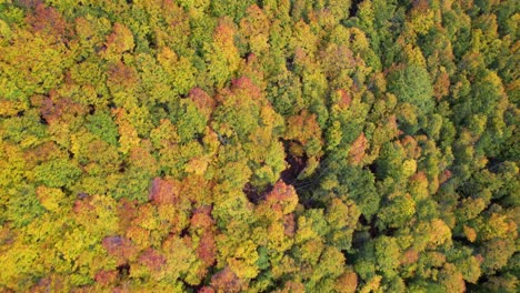 Forest-texture-with-colorful-trees,-beautiful-foliage-on-a-mountain-slope-in-Autumn