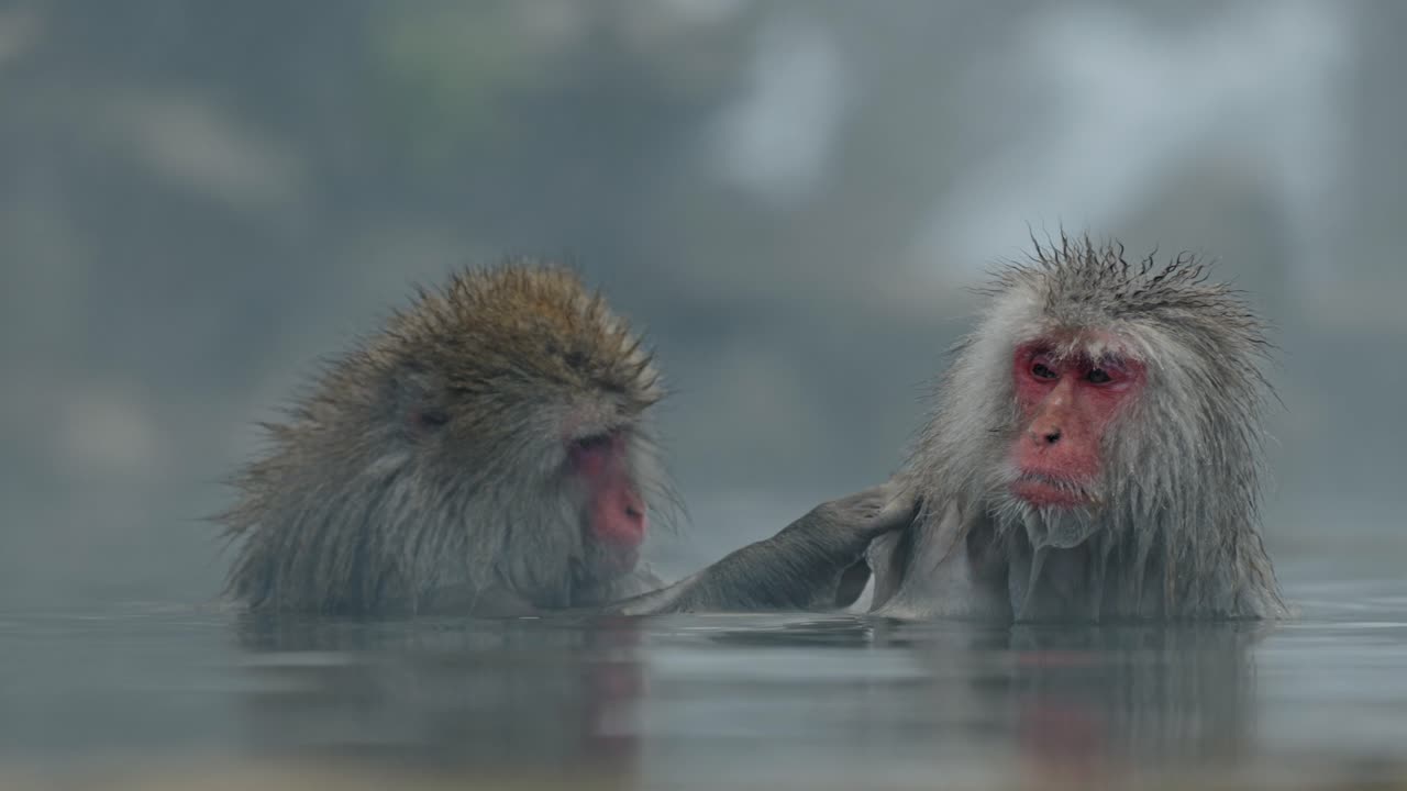 A heartwarming scene unfolds as a snow monkey lovingly grooms a companion while soaking in the natural hot springs of Jigokudani Onsen, located in Yamanouchi, Japan.
