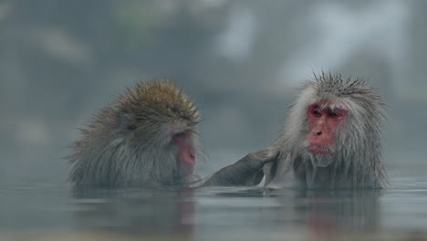 una escena conmovedora se desarrolla cuando un mono de nieve cura amorosamente a un compañero mientras se empapa en las aguas termales naturales de jigokudani onsen, ubicadas en yamanouchi, japón.