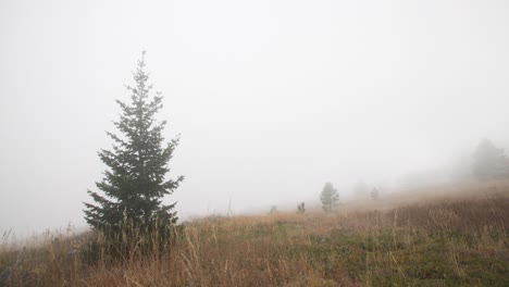 Lapso-De-Tiempo-De-Niebla-Rodando-Sobre-Colinas-Junto-A-Un-Abeto-Douglas-Fuera-De-Boulder,-Colorado