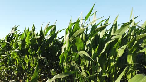 cornfield swaying on a windy day