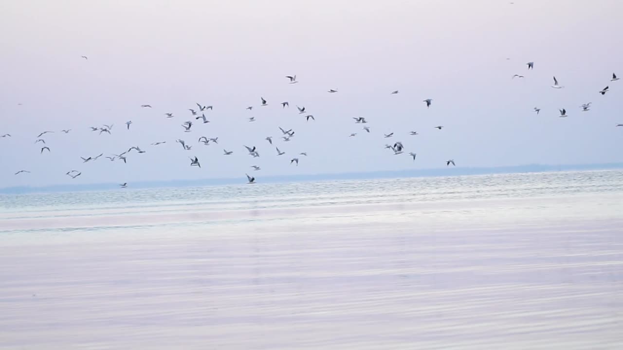 아침 바다에서 날아가는 갈매기의 전망, 총격을 가하다
