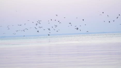 view of the flying away seagulls on the morning sea, follow shot