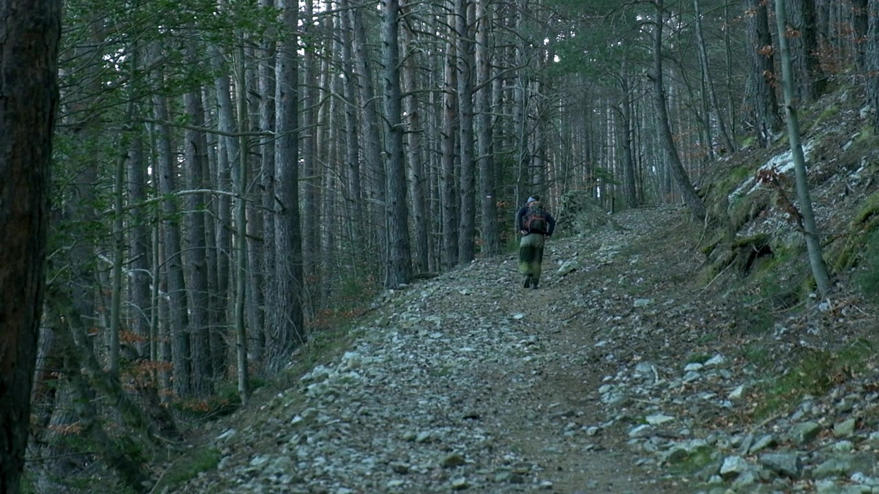 Person hiking alone up a rocky forest trail surrounded by tall trees in daylight