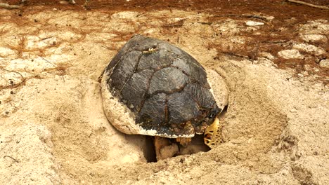 female hawksbill turtle on cousin island digging a nest to lay her eggs