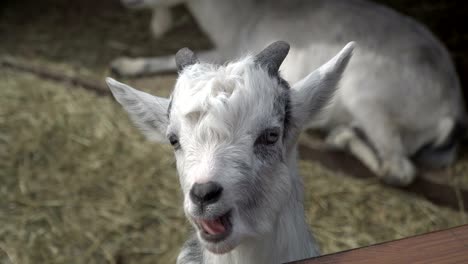 goat. a white goat lies on the hay