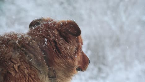 sad dog. snowfall.