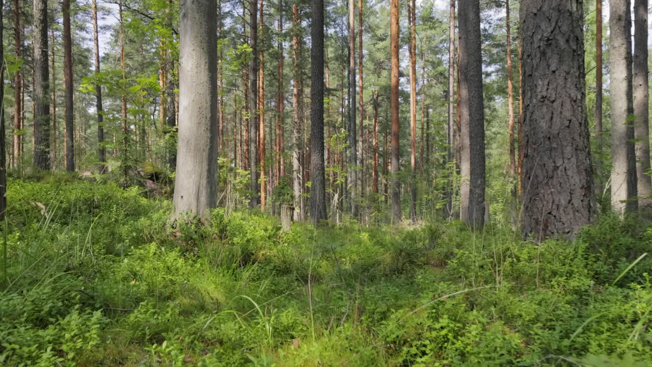 Luftfoto af skoven. Kameraet bevæger sig fra første person gennem en tæt fyrreskov.